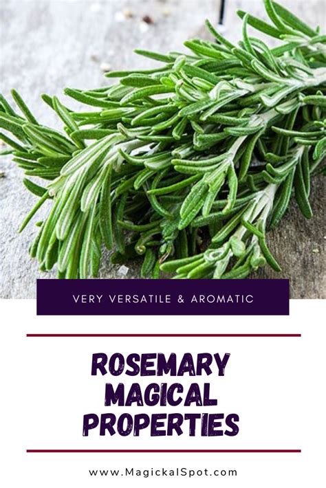 Magical qualities of rosemary